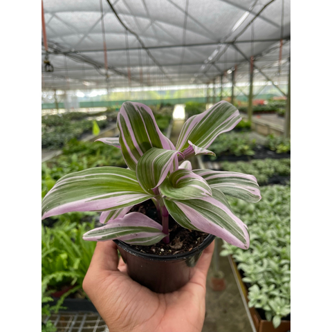 Tradescantia 'Nanouk', additional product view 2
