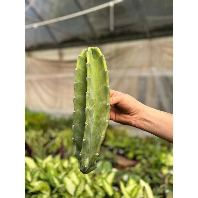 Load image into Gallery viewer, Cactus Cereus Peruvianus - 1.5 FT
