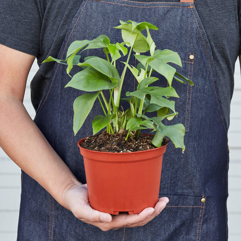 Load image into Gallery viewer, Philodendron Mini Monstera Minima
