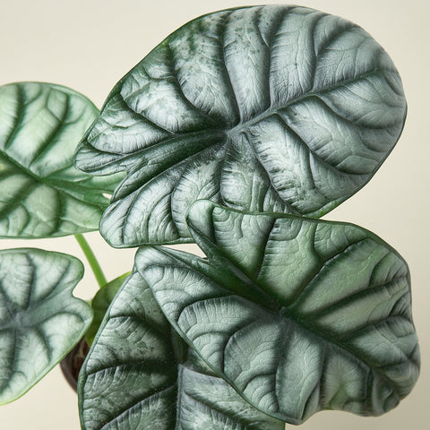 Alocasia 'Silver Dragon', additional product view 2