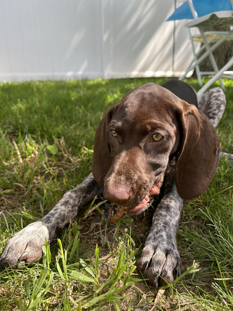 Load image into Gallery viewer, Organically Fed Quail Crunch Sticks &amp; Legs Pet Treats
