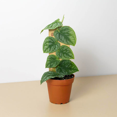 Monstera Dubia Shingle Plant