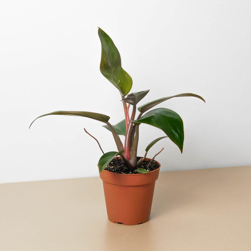 Load image into Gallery viewer, Philodendron 'Birkin Pink'
