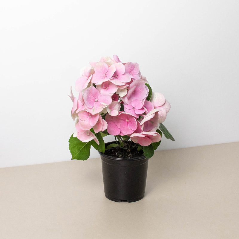 Load image into Gallery viewer, Pink Hydrangea
