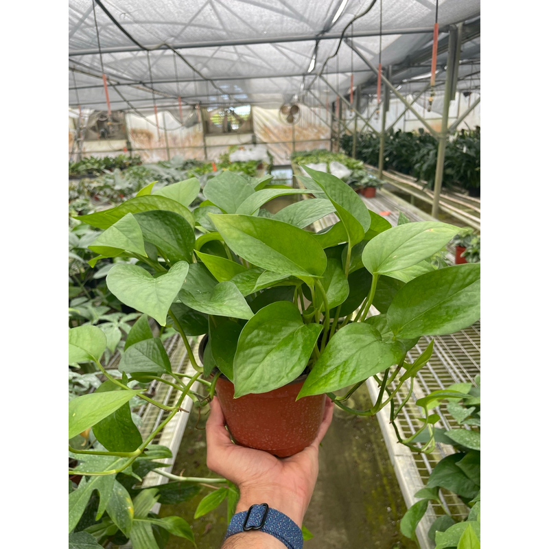 Load image into Gallery viewer, Pothos 'Green Queen'
