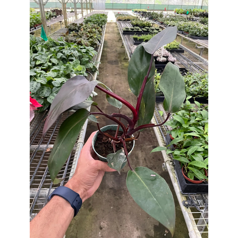 Philodendron Burgundy Princess B-Grade
