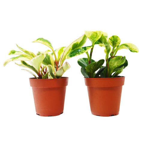 2 Peperomia variety pack, 4-inch pots