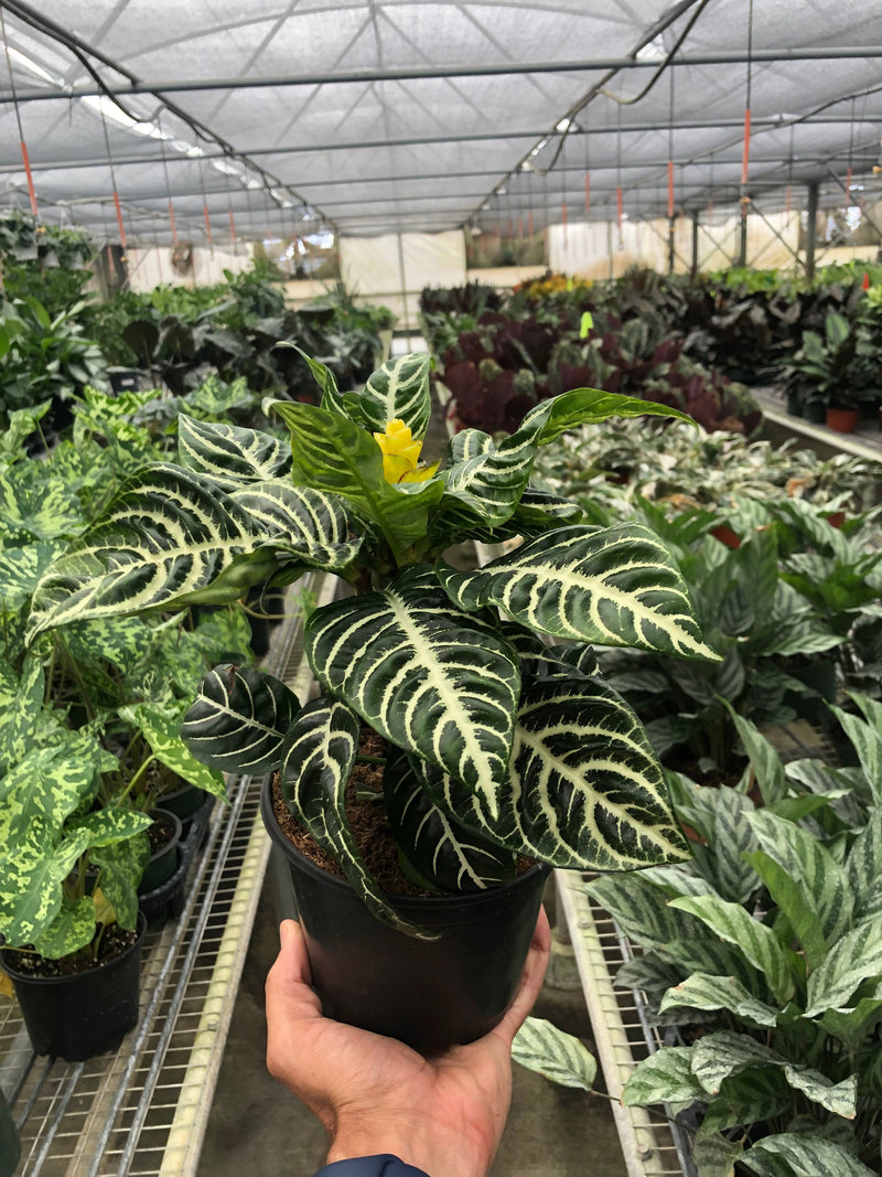 Load image into Gallery viewer, Zebra 'Aphelandra'
