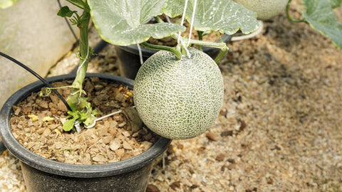 Minnesota Midget Cantaloupe Melon seeds package, container variety, GrowTime Garden Supply