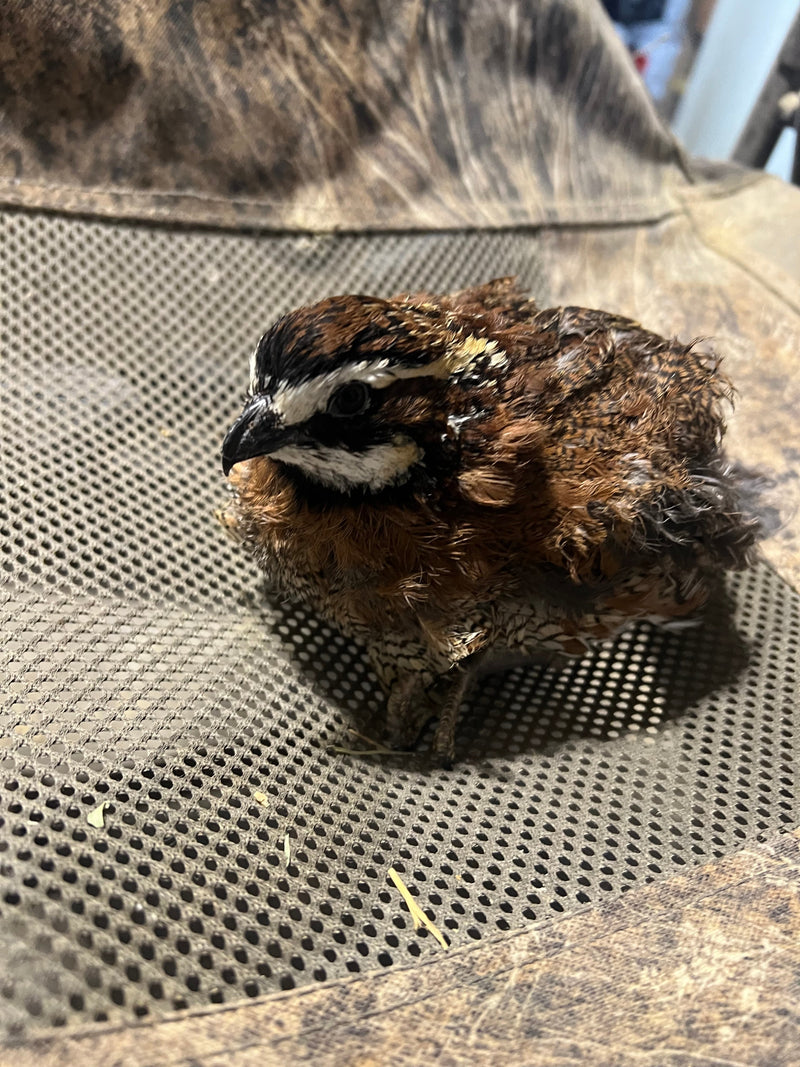 Load image into Gallery viewer, Georgia Giant Quail Hatching Eggs
