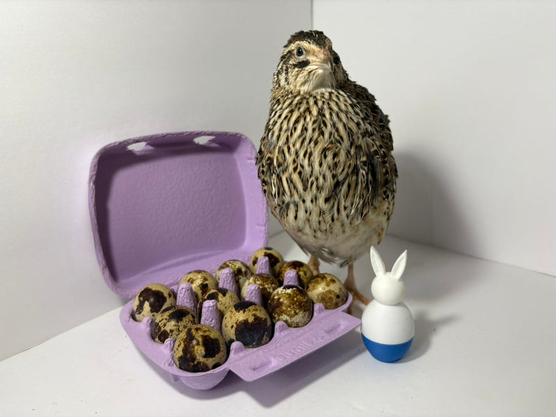 Load image into Gallery viewer, Fertile Quail Eggs – Choose Your Variety

