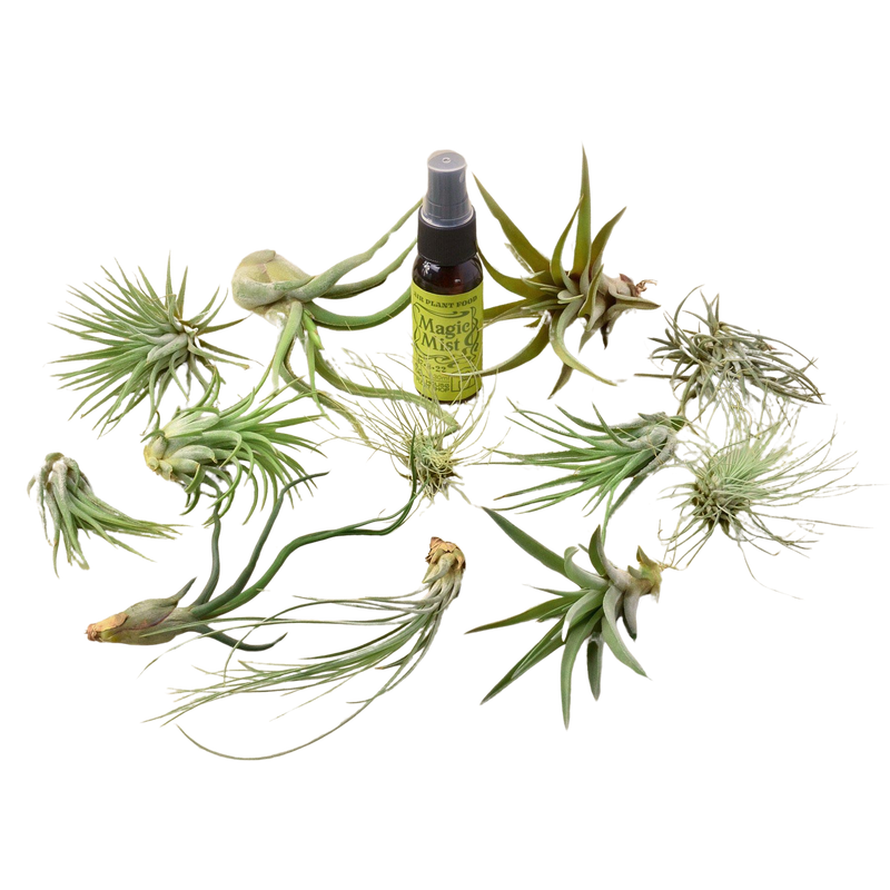 Load image into Gallery viewer, 12 Tillandsia Air Plant Variety Pack with Spray Bottle
