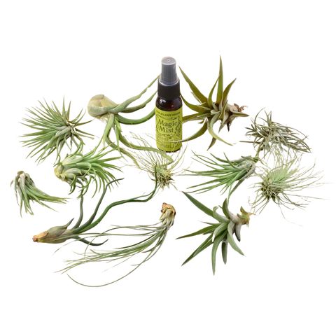 12 Tillandsia air plant variety pack with spray bottle