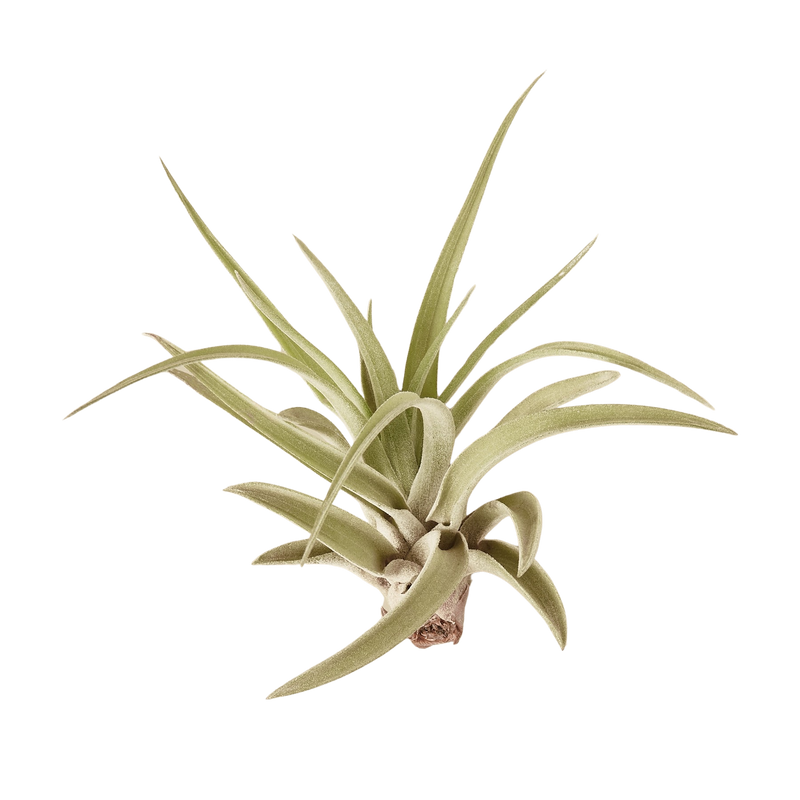 Load image into Gallery viewer, 10pk Veluntina Air Plants
