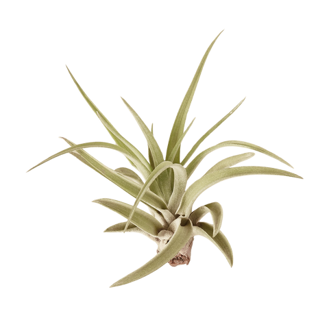 10-pack Veluntina air plants