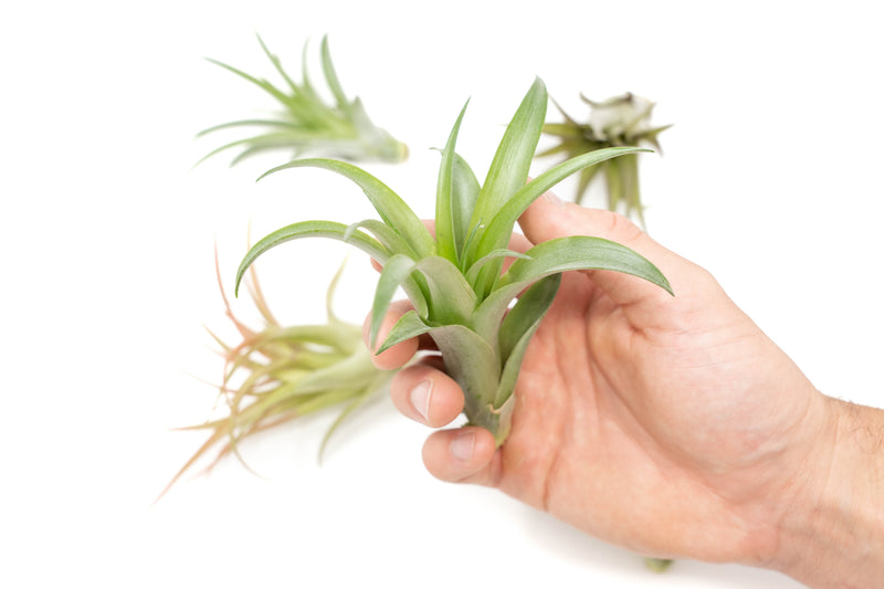 Load image into Gallery viewer, Tillandsia Abdita Brachycaulos Air Plants
