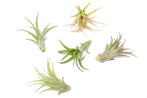 Tillandsia Abdita Brachycaulos Air Plants Set