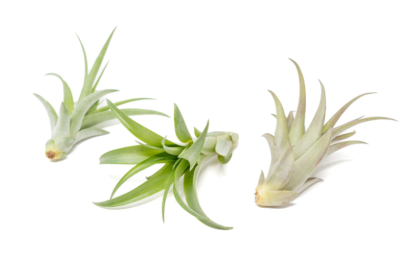 Load image into Gallery viewer, Large Tillandsia Abdita Brachycaulos Air Plants / 5-6 Inch Plants
