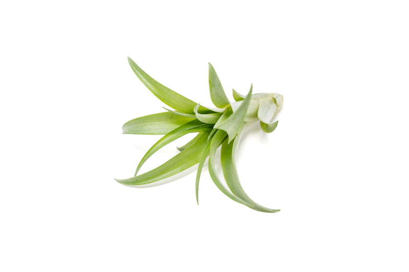 Load image into Gallery viewer, Tillandsia Abdita Brachycaulos Air Plants
