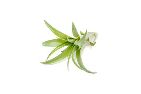 Tillandsia Abdita Brachycaulos Air Plants, additional product view 2