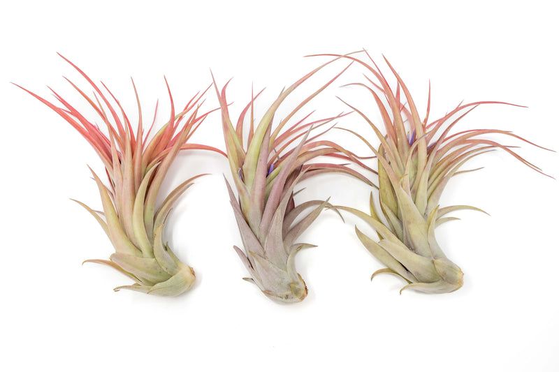 Load image into Gallery viewer, Large Tillandsia Abdita Brachycaulos Air Plants / 5-6 Inch Plants
