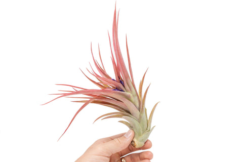 Large Tillandsia Abdita Brachycaulos Air Plants / 5-6 Inch Plants, additional product view 2