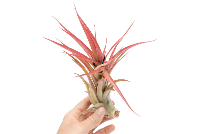 Load image into Gallery viewer, Large Tillandsia Abdita Brachycaulos Air Plants / 5-6 Inch Plants
