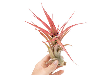 Large Tillandsia Abdita Brachycaulos Air Plant