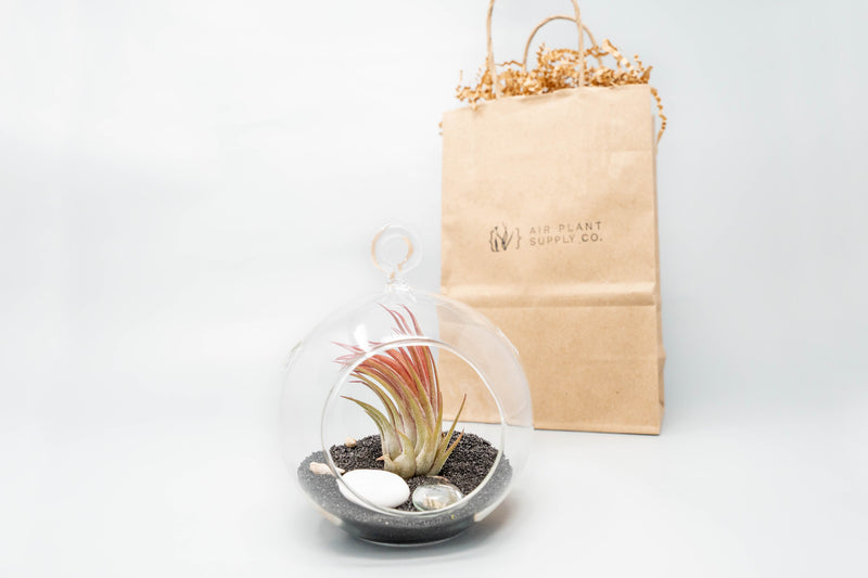 Load image into Gallery viewer, Gift Wrapped Terrarium Kits with Tillandsia Air Plants
