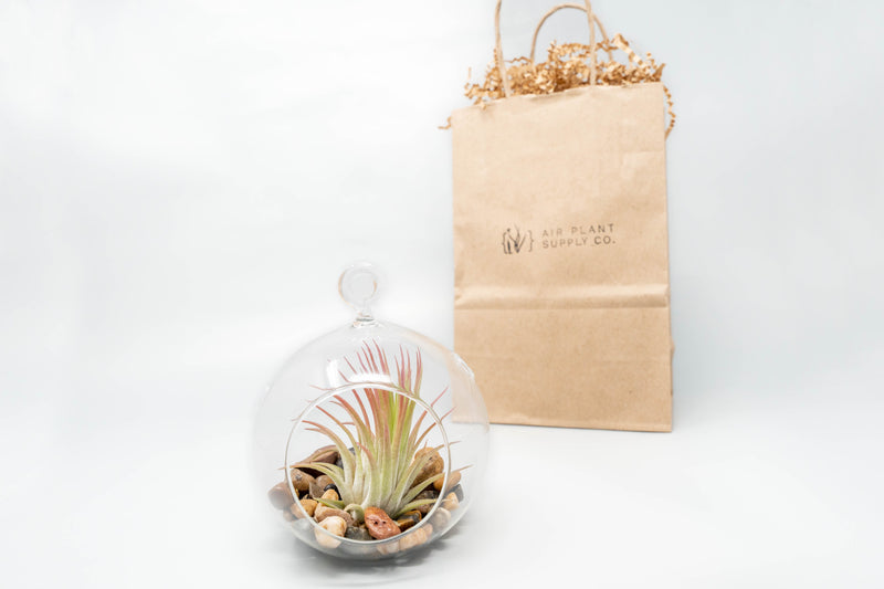 Load image into Gallery viewer, Gift Wrapped Terrarium Kits with Tillandsia Air Plants

