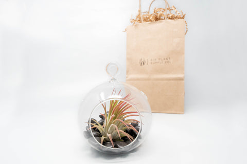Gift Wrapped Terrarium Kits with Tillandsia Air Plants, additional product view 2