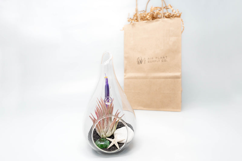 Load image into Gallery viewer, Gift Wrapped Terrarium Kits with Tillandsia Air Plants
