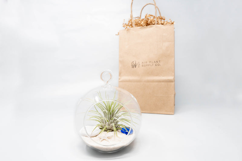 Load image into Gallery viewer, Gift Wrapped Terrarium Kits with Tillandsia Air Plants
