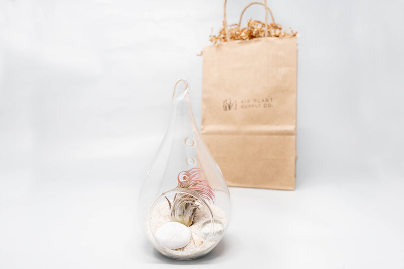 Load image into Gallery viewer, Gift Wrapped Terrarium Kits with Tillandsia Air Plants
