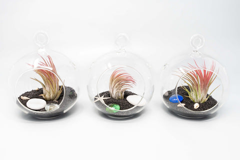 Beach Terrarium in Flat Bottom Globe with Black Sand and Tillandsia Ionantha, bottom view