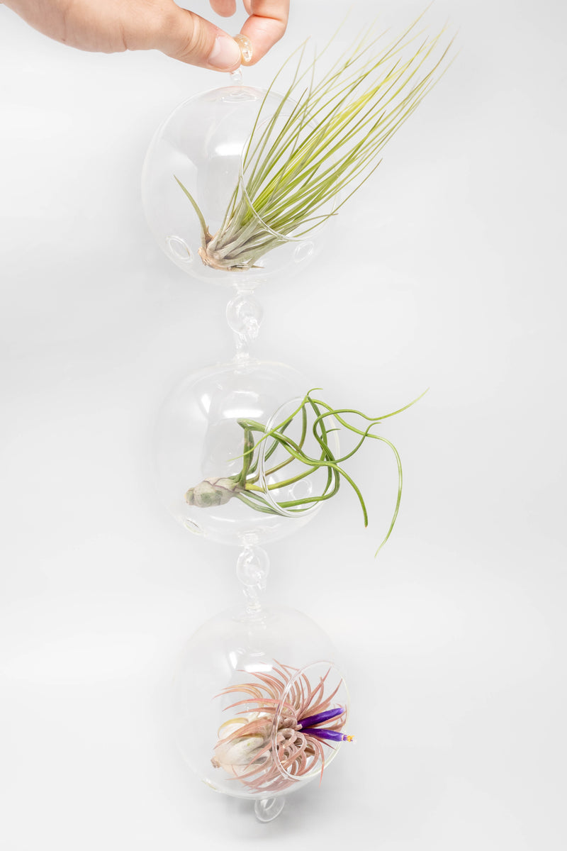 Load image into Gallery viewer, Vertical Garden Display featuring 6 Terrariums with Double Hooks and Air Plants
