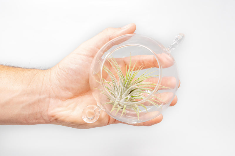 Load image into Gallery viewer, Hanging Globe Terrariums with Double-Hooks
