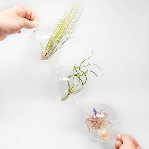 Terrarium Trio with Double Hooks and Tillandsia Juncea, Bulbosa, & Ionantha Air Plants, additional product view 2