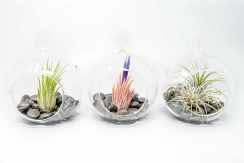 Terrarium Globe with Flat Bottom, Air Plant & Black Stones, bottom view