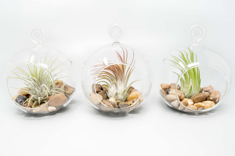 Load image into Gallery viewer, Terrarium Globe with Flat Bottom, Air Plant &amp; River Stones
