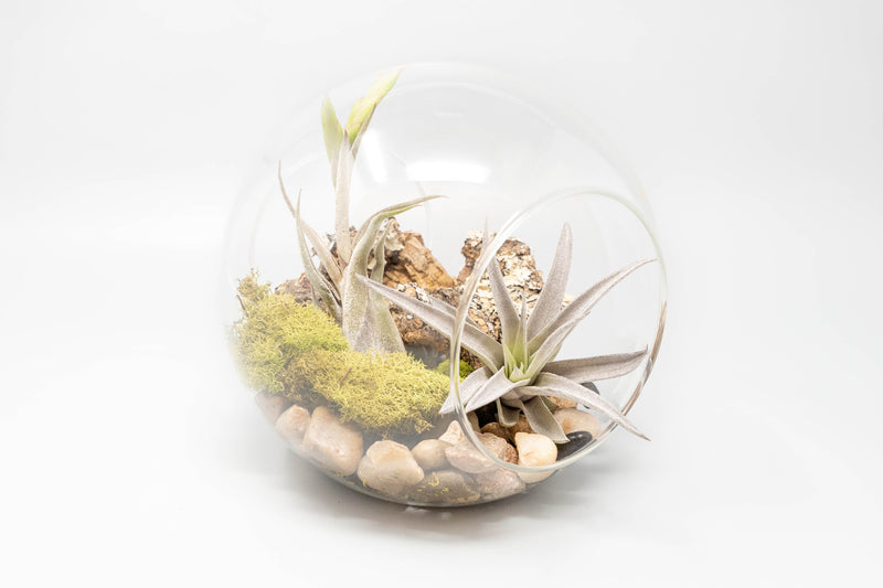 Load image into Gallery viewer, Large Glass Terrarium with 2 Open Ends
