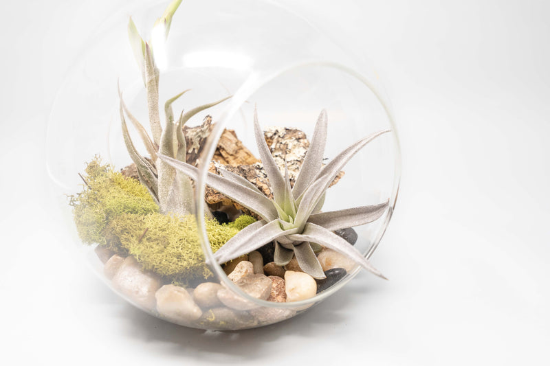 Load image into Gallery viewer, Large Hand-Blown Glass Terrarium with Tillandsia Caput Medusae &amp; Harrisii
