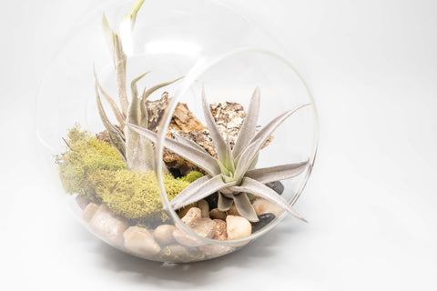 Large Hand-Blown Glass Terrarium with Tillandsia Caput Medusae & Harrisii, open view
