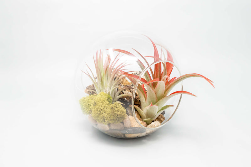 Load image into Gallery viewer, Large Glass Terrarium with 2 Open Ends

