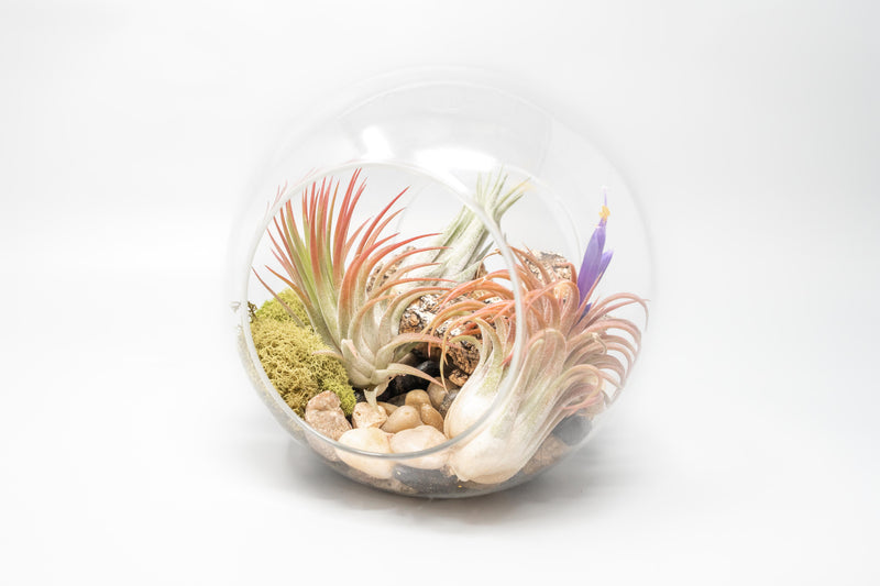 Load image into Gallery viewer, Large Hand-Blown Glass Terrarium with 3 Tillandsia Ionantha Air Plants
