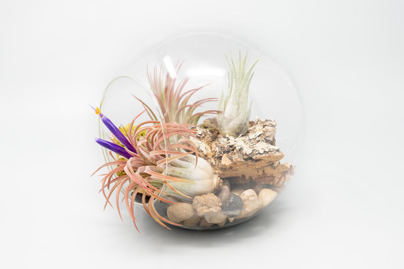Load image into Gallery viewer, Large Glass Terrarium with 2 Open Ends
