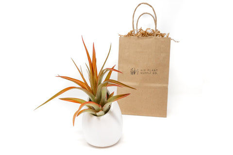 Gift Wrapped Large Ivory Ceramic Vase With Custom Tillandsia Air Plant, retail packaging
