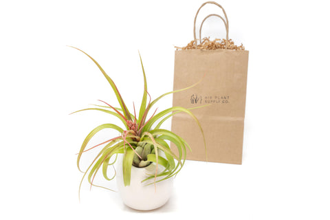 Gift wrapped ivory ceramic vase with custom Tillandsia air plant