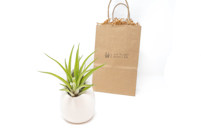 Load image into Gallery viewer, Gift Wrapped Large Ivory Ceramic Vase With Custom Tillandsia Air Plant
