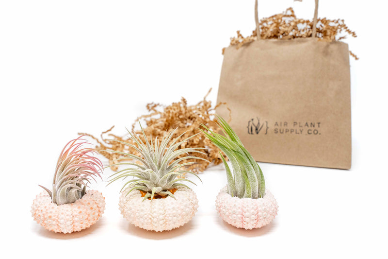 Load image into Gallery viewer, Gift Wrapped Pink Urchins with Tillandsia Air Plants

